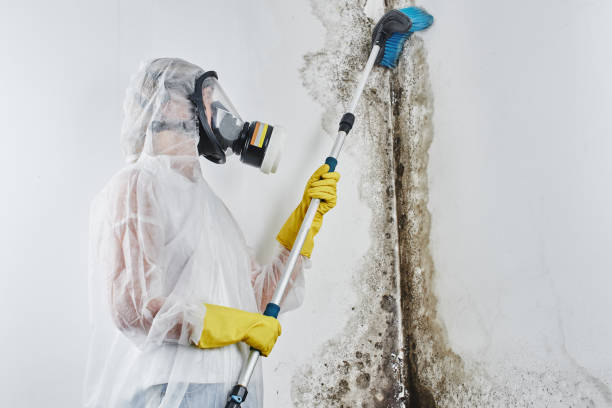 Best Environmental Consulting for Mold Prevention in , WI